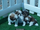 ¡Shih-Tzu, págalo cuando este en tu casa! - mejor precio | unprecio.es