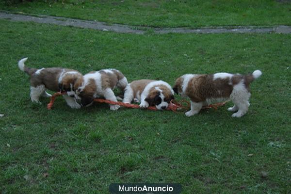 Último San Bernardo cachorros