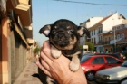 chihuahua hembra - mejor precio | unprecio.es