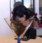 Preciosa chihuahua hembra - mejor precio | unprecio.es