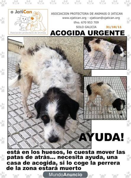 S.O.S. perro en mal estado en peligro, acogida urgente