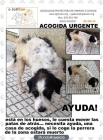S.O.S. perro en mal estado en peligro, acogida urgente - mejor precio | unprecio.es