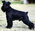 Schnauzer Miniatura Negros - mejor precio | unprecio.es