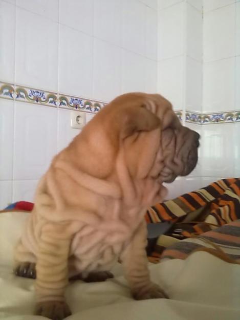 ultimos shar pei solo esta semana 300€