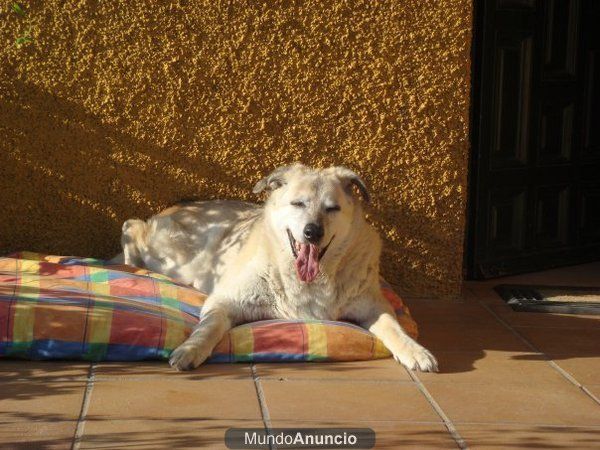 Vacaciones en familia para tu mascota