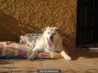 Vacaciones en familia para tu mascota - mejor precio | unprecio.es