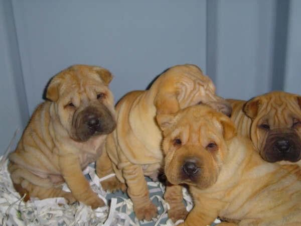 Vendo camada de Shar-pei, urge