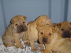 Vendo camada de Shar-pei, urge - mejor precio | unprecio.es