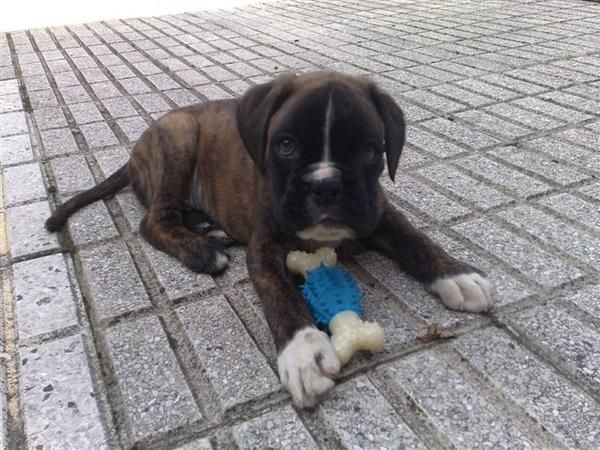 Venta de cachorros boxer