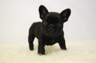 Preciosa camada Bulldog Francés - mejor precio | unprecio.es