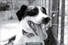 adoptar a un perro - mejor precio | unprecio.es