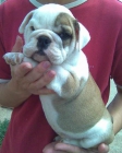 Bulldog Ingles - mejor precio | unprecio.es