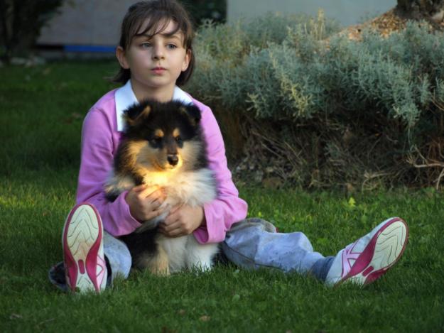 cachorros de collie de linea escocesa,garantizamos la calidad - Valladolid