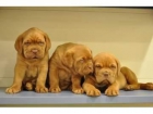 CACHORROS DE DOGO DE BURDEOS - mejor precio | unprecio.es