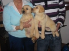 Labradores retriever,cachorros,dorados y negros.Pedigree. - mejor precio | unprecio.es