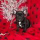 lollipop cachorro bulldog francés para x mas. - mejor precio | unprecio.es