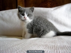 British shorthair - mejor precio | unprecio.es