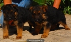CACHORROS DE PASTOR ALEMAN 600 - mejor precio | unprecio.es