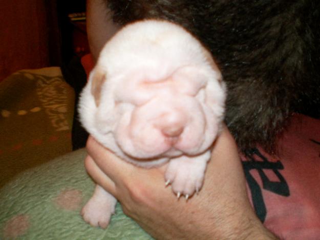 CACHORROS DE SHAR-PEI