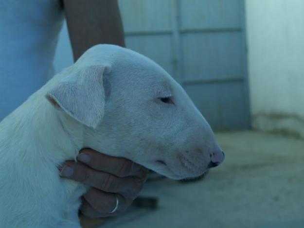 Camada bull terrier