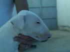 Camada bull terrier - mejor precio | unprecio.es
