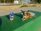 chihuahua mini pedigree preciosos cachorors - mejor precio | unprecio.es