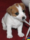 CRIA Y SELECCION JACK RUSSELL TERRIER ( A Coruna) - mejor precio | unprecio.es