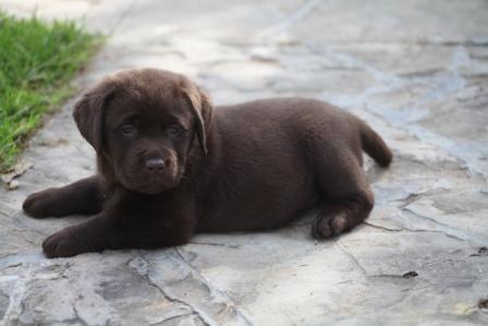 Excelente camada de Labrador Retriever