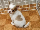 Hermosa Chihuahua cachorros disponibles y en busca de nuevas familias. - mejor precio | unprecio.es