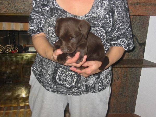 Labradores retriever,cachorros,chocolate,dorados y negros.Pedigree