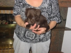 Labradores retriever,cachorros,chocolate,dorados y negros.Pedigree - mejor precio | unprecio.es