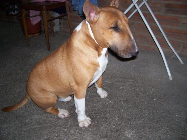 Se ofrece macho de bull terrier para monta