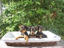 SE VENDEN CACHORRITOS DE PINSCHER MINIS 290