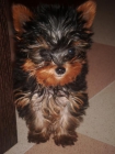 Yorkshire terrier toy de 5 meses - mejor precio | unprecio.es