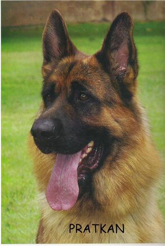 ADIESTRAMIENTO CANINO
