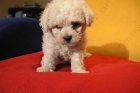 BICHON MALTES Y BICHON FRISE - mejor precio | unprecio.es