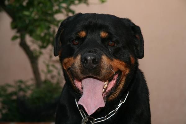 Busco novia rottweiler