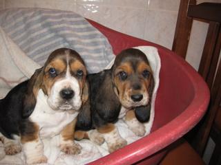 CACHORROS DE BASSET HOUND