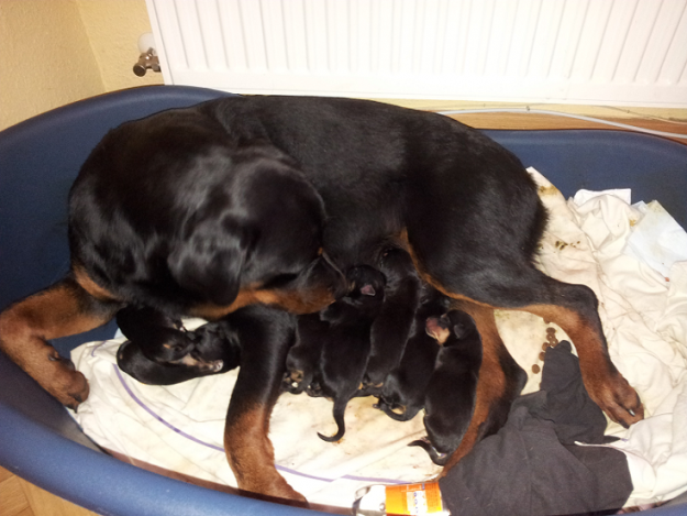 Cachorros pastor aleman x rottweiler