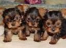 cachorros yorkie adorable y adorable para adopción libre