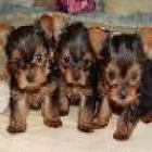 cachorros yorkie adorable y adorable para adopción libre - mejor precio | unprecio.es
