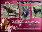 Dobermann Thaveys, cachorritos disponibles - mejor precio | unprecio.es