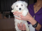 EXCELENTE CAMADA DE BICHON MALTESE - mejor precio | unprecio.es