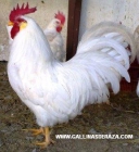 gallinas de razaleghorn blanca y pinta asturiana - mejor precio | unprecio.es