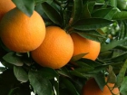 Naranjas naturales - mejor precio | unprecio.es