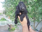 Precioso cachorrito de Cocker Spaniel con pedigree, solo 190 euros. - mejor precio | unprecio.es