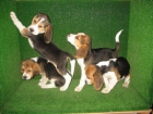 SE VENDEN CACHORRITOS DE BEAGLES 270€ - mejor precio | unprecio.es