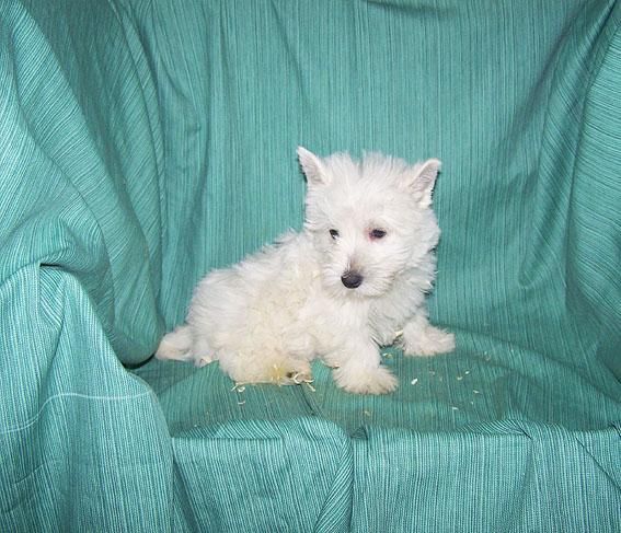 WESTY - CACHORRITOS DE WESTY BLANQUITOS Y DE GRAN BELLEZA