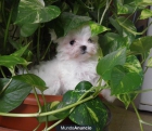 bichon maltes miniaturas - mejor precio | unprecio.es