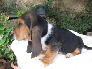 CACHORRO DE BASSET HOUND
